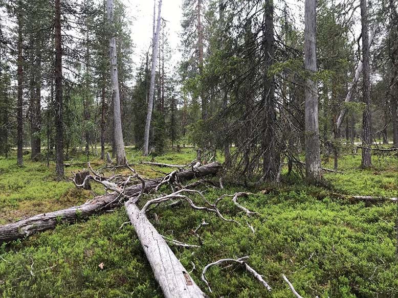 Urskogsartad tallnaturskog i Pellokielas, ett naturreservat inom Solälvens avrinningsområde