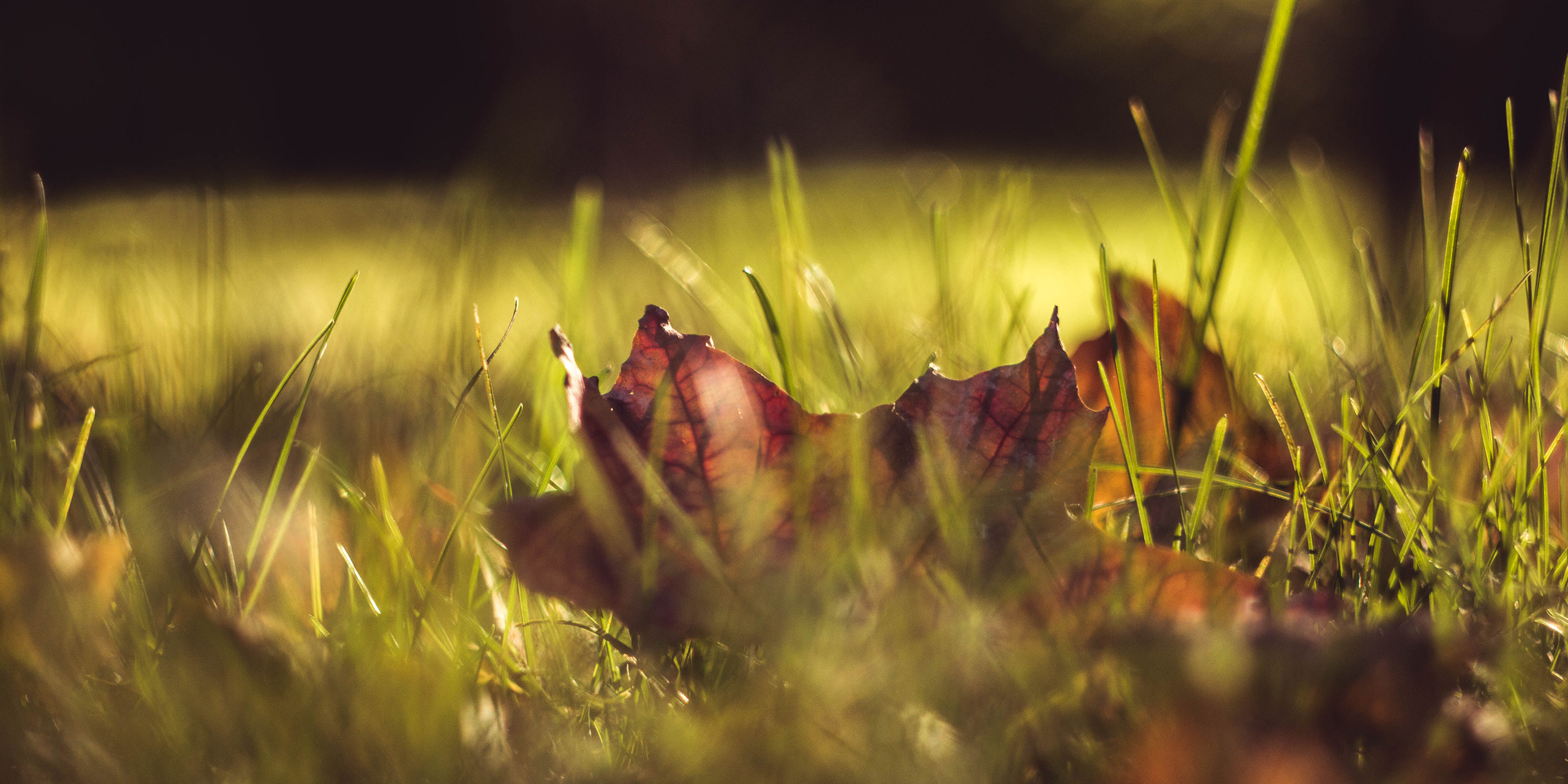 Gräs och ett torkat löv i närbild. 