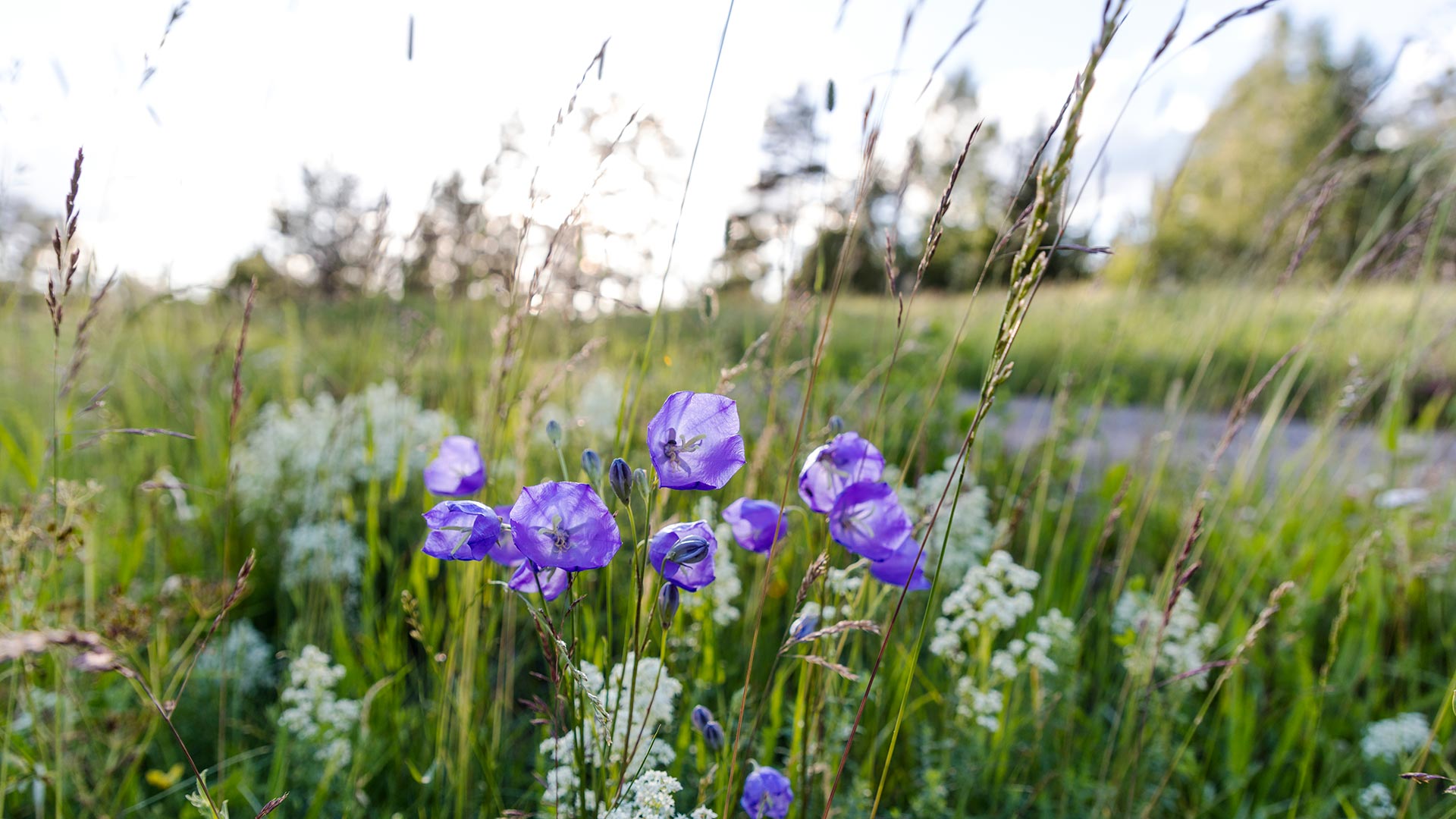 Blommor vid vägkant